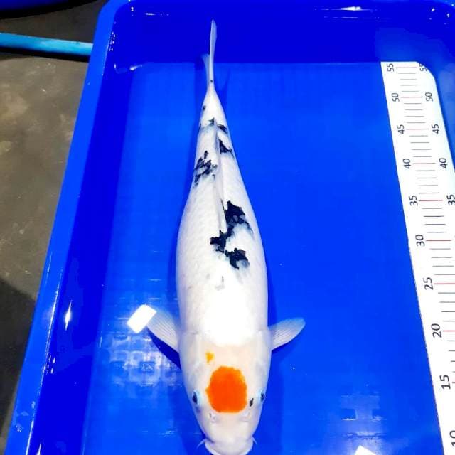 Tancho sanke 50 cm
