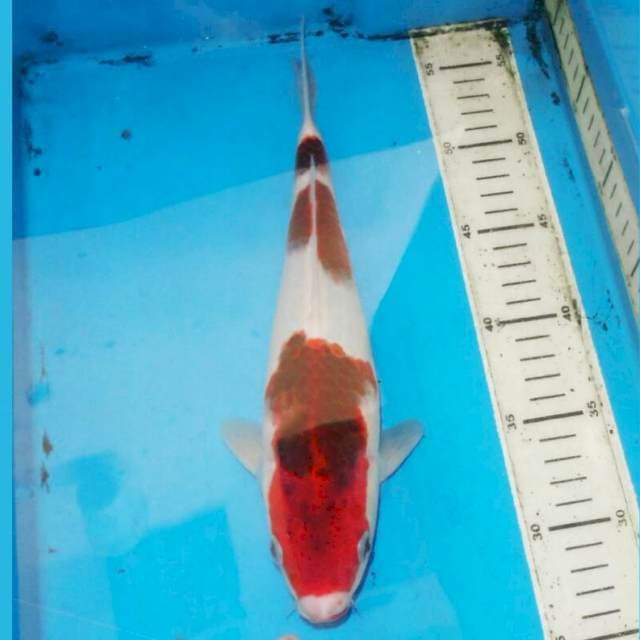 31cm F1 SANDAN KOROMO