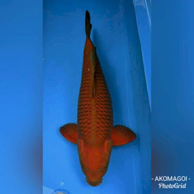 Jumbo tembaga (good fukurin)