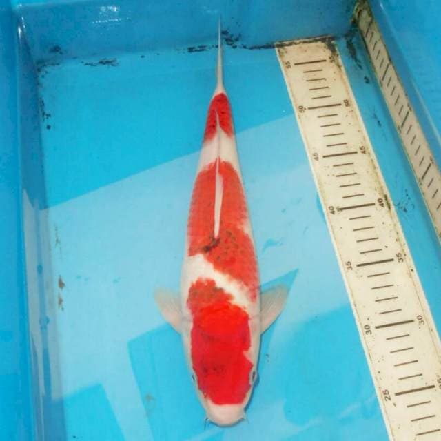 36cm ANGGUR GOROMO