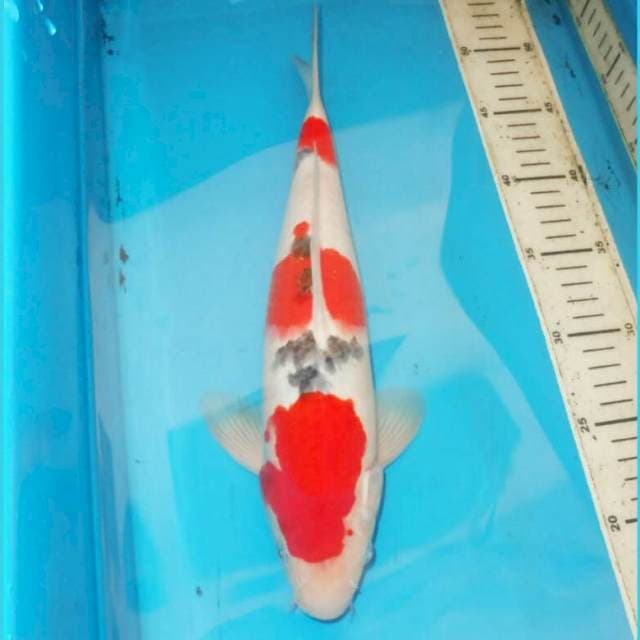 35cm F1 SANKE TSUBOSUMI