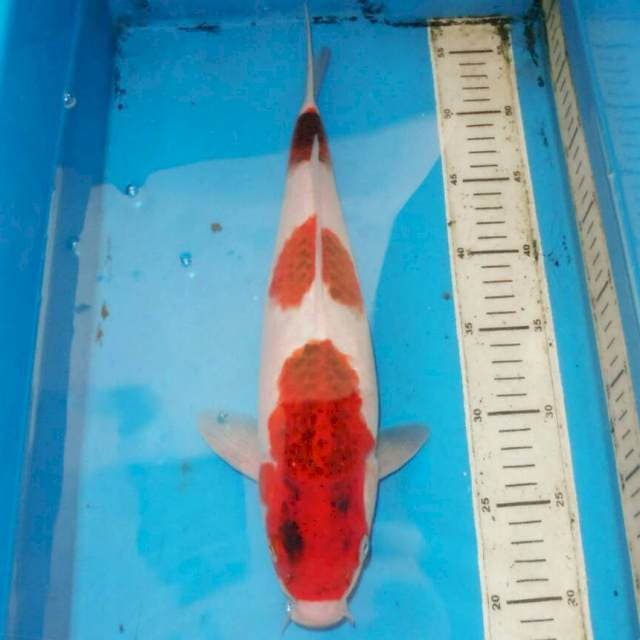 36cm KOROMO