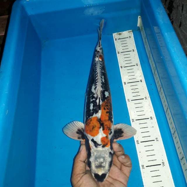 Benikiko koleksi antik