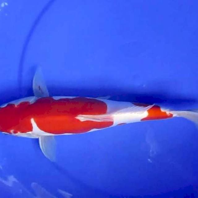 Sersan32cm