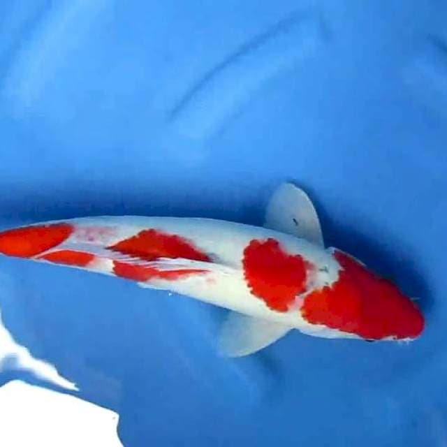 Sersan 40cm