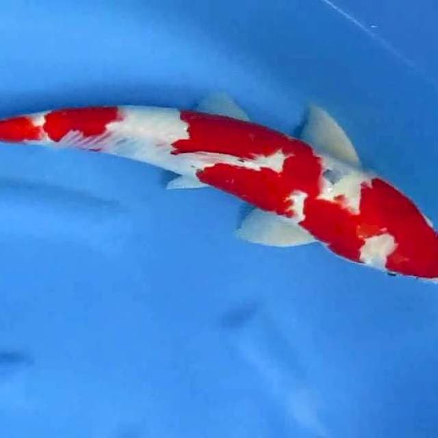 Sersan 47cm