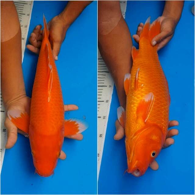 Beni 46 cm jantan