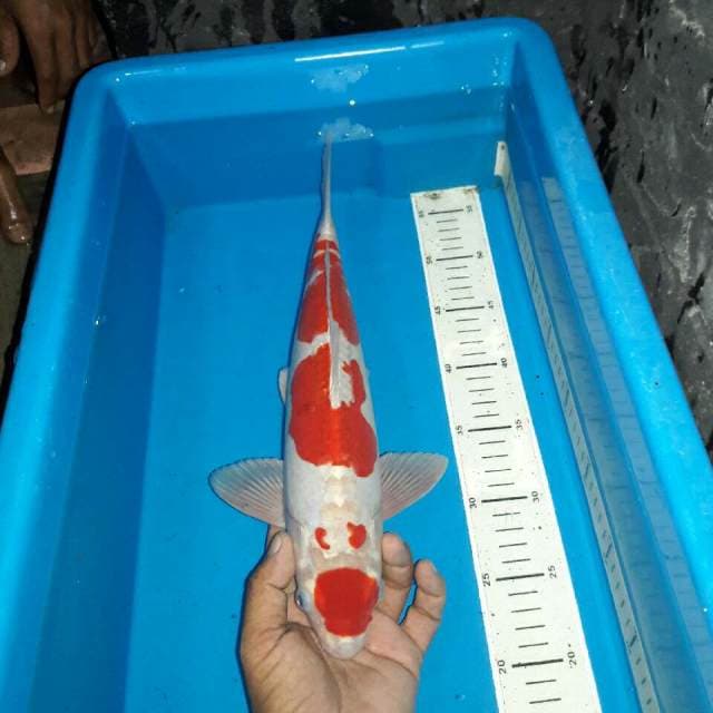 Maruten kikushui
