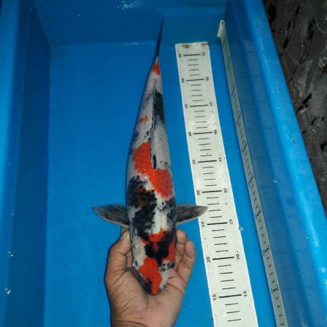 Goromo showa tategoi bakat jumbo