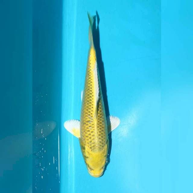 Yellow mukasi ogon