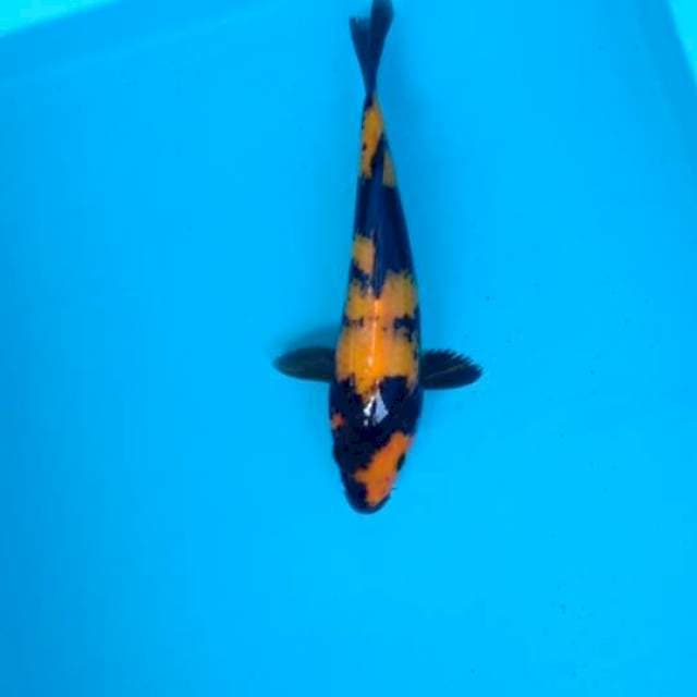 utsuri 23cm