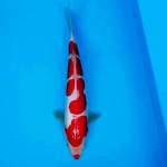 kohaku doit murni 26cm