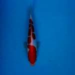 kohaku 23cm