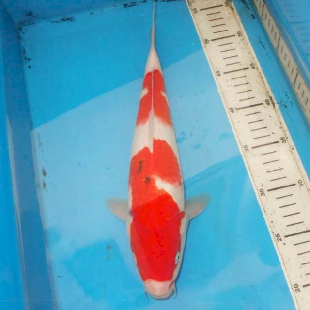 36cm FISH perfect