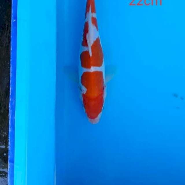 kohaku doit murni