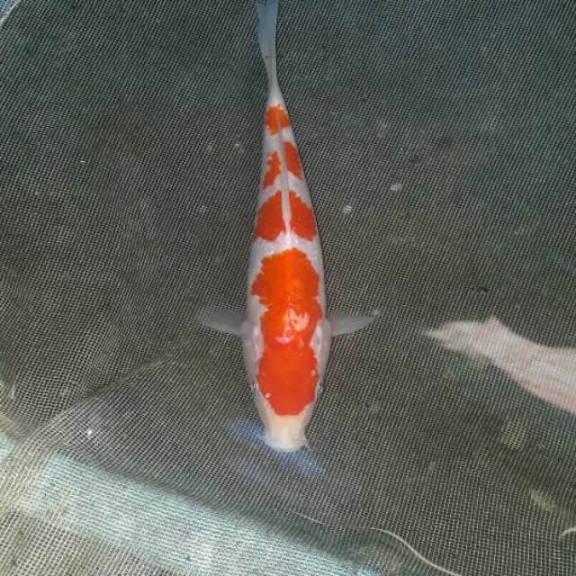Kohaku 18 cm