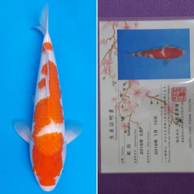Beppu kohaku 37cm