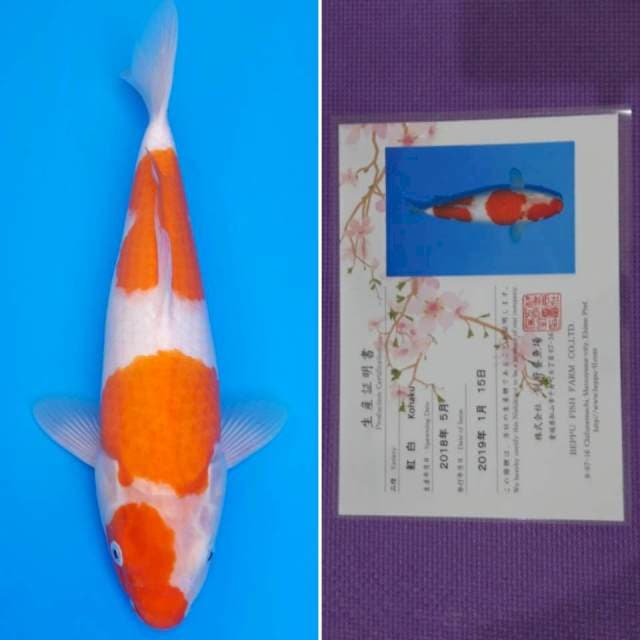 Beppu kohaku 35cm