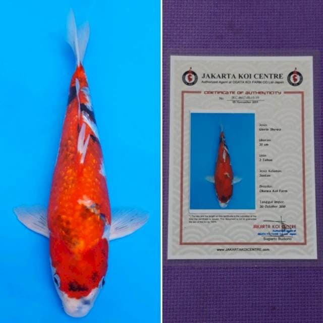 okawa ginrin showa 35cm