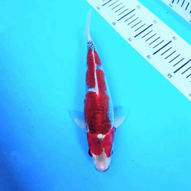 Ghosiki red strong 28cm