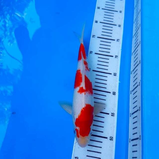 Kohaku original step 3