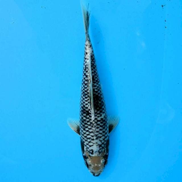 Matsukawabake