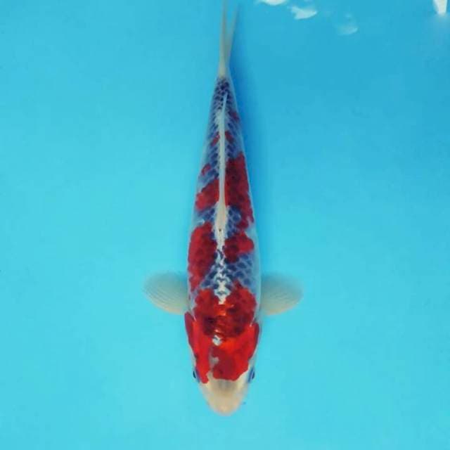 SATTORI 15 - GOSHIKI ®