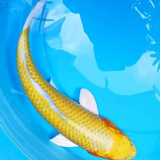 Sangkima 05 ~ Banana Peel