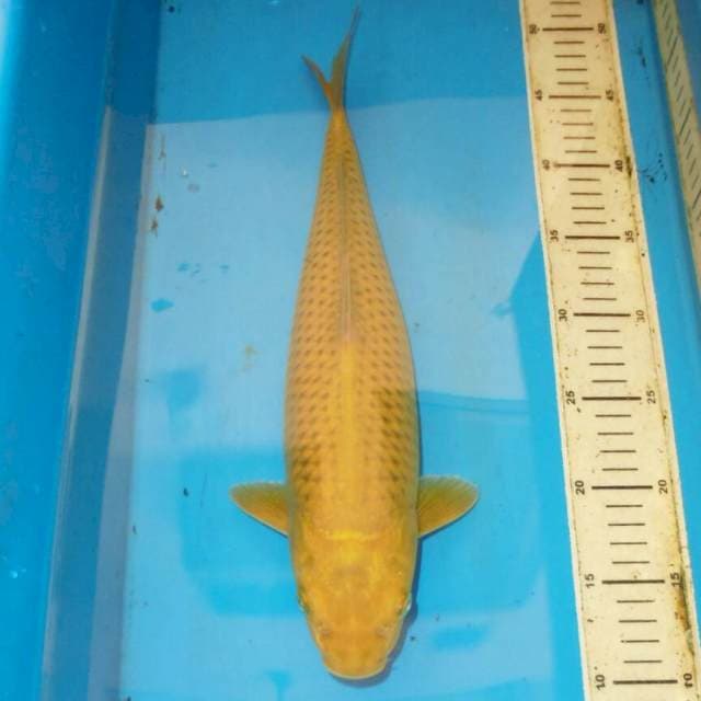 40cm MIDORI JINAK