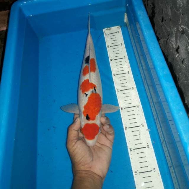 Maruten tategoi sanke