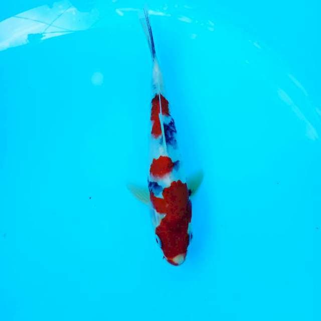 Showa 22 cm
