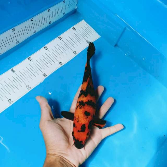Hi utsuri strong 25 cm