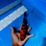 Hi utsuri strong 25 cm 