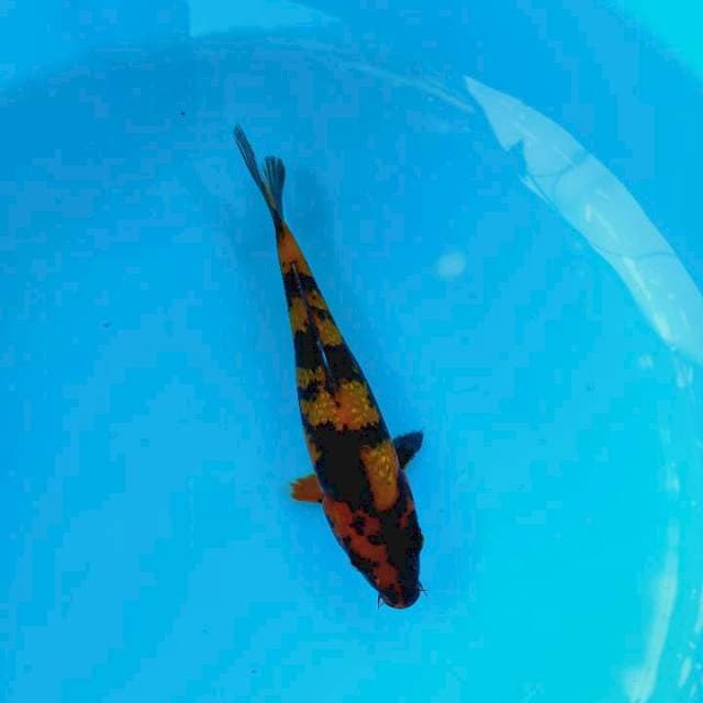 Hi utsuri ginrin 22 cm