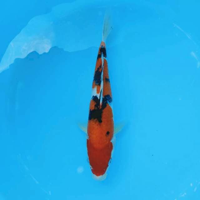 SANKE 31cm