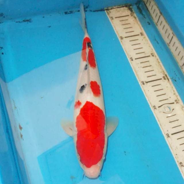 32cm SANKE