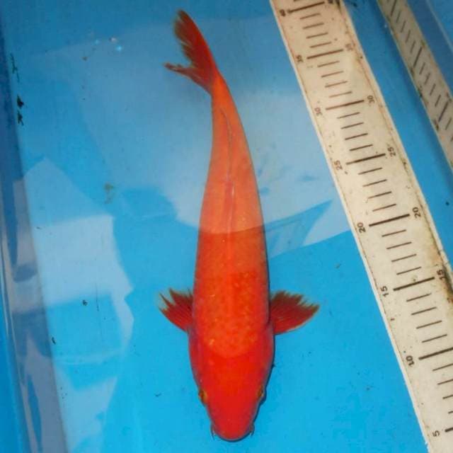 33cm BENIGOI