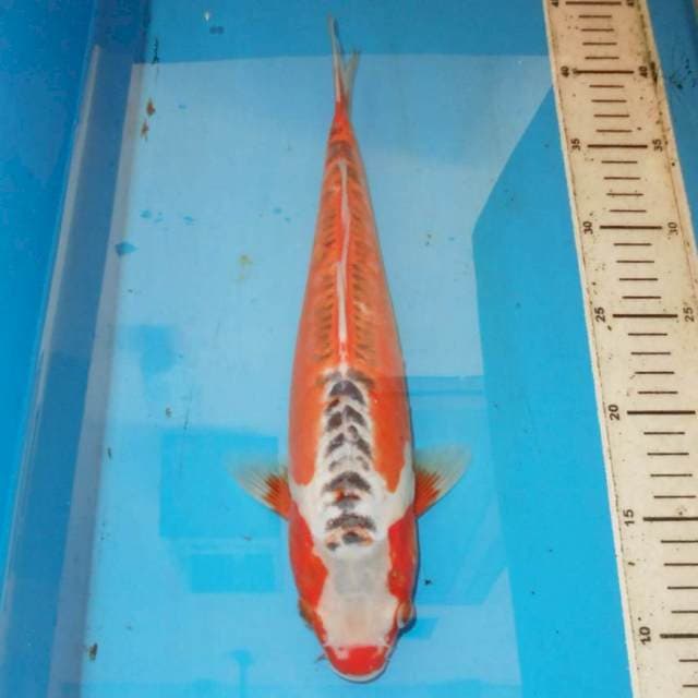 32cm HANA SHUSUI