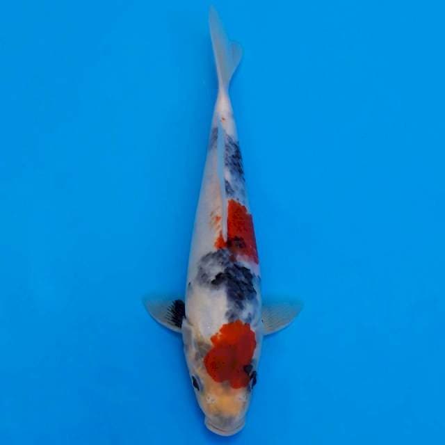 Maruten showa prospek 22cm