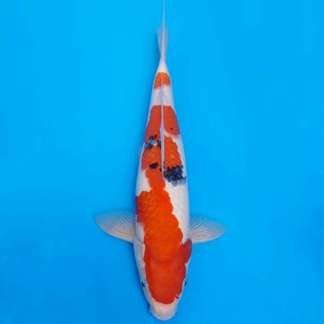 Sanke minimalis 32cm