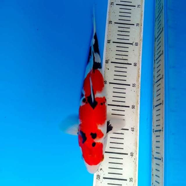 Showa 35cm