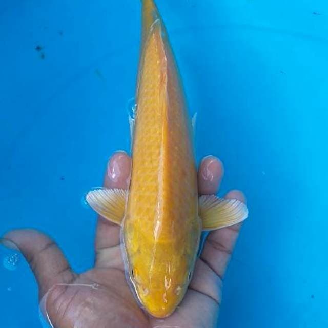 Karasi munuk 