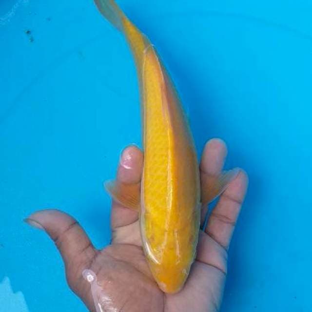 Karasi mata merah munuk