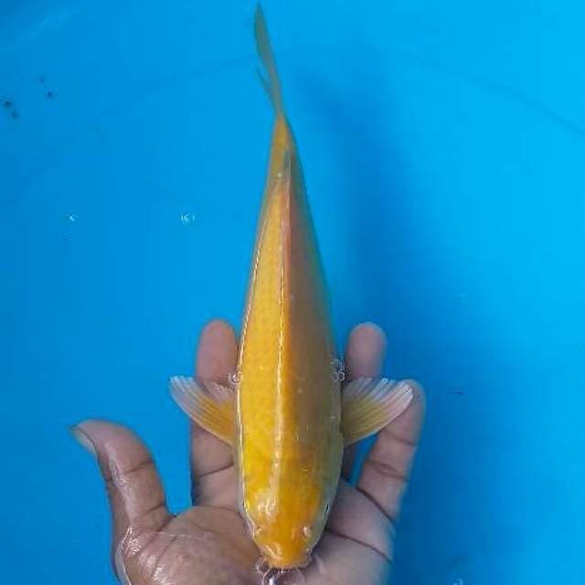 Karasi munuk