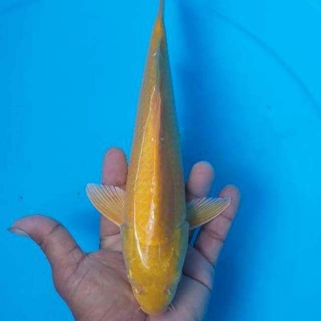 Karasi munuk