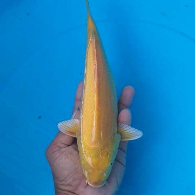 Karashi munuk