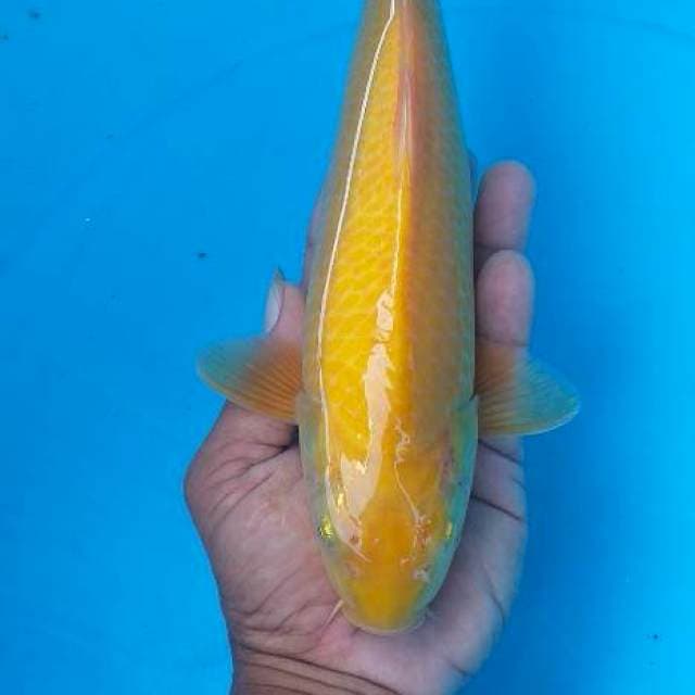 Karasi munuk