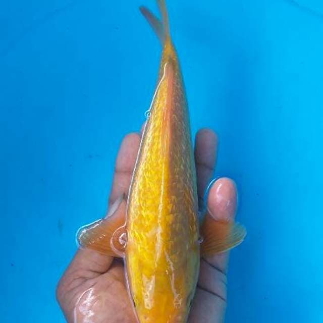 Karasi ginrin munuk