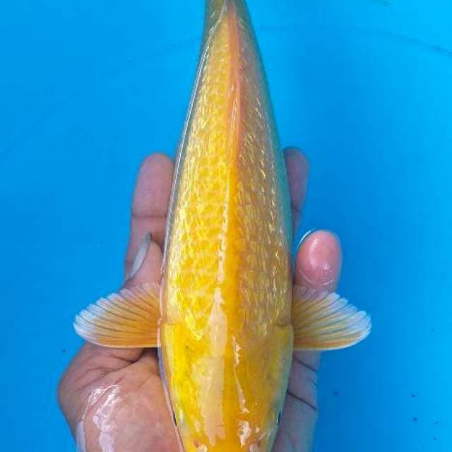 Karasi ginrin munuk