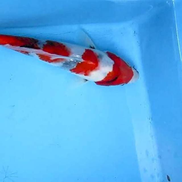 Sansoku20cm